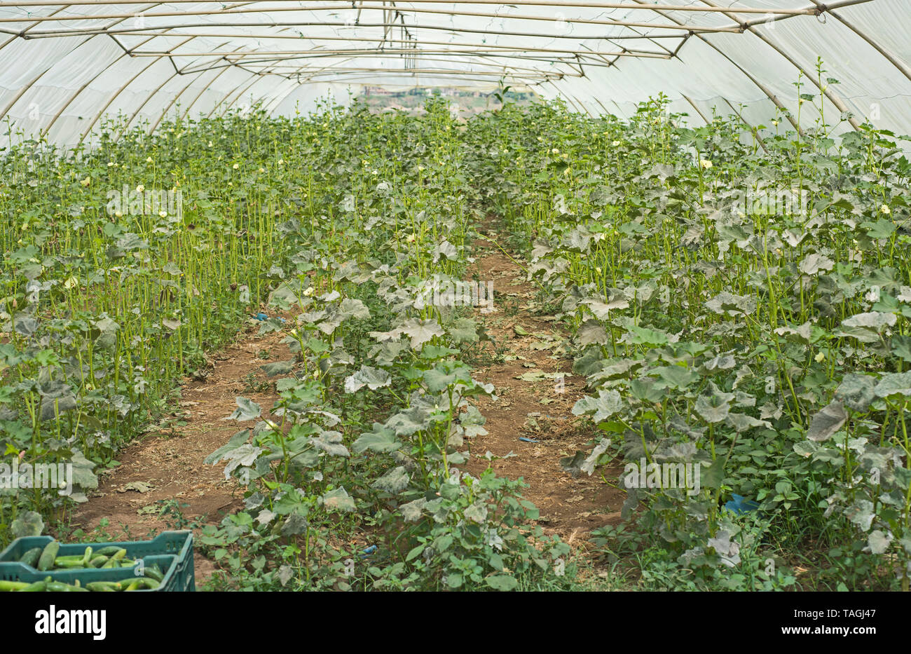 Des rangées de plants de concombres cultivés dans du polyéthylène croissante à effet tunnel poly Banque D'Images