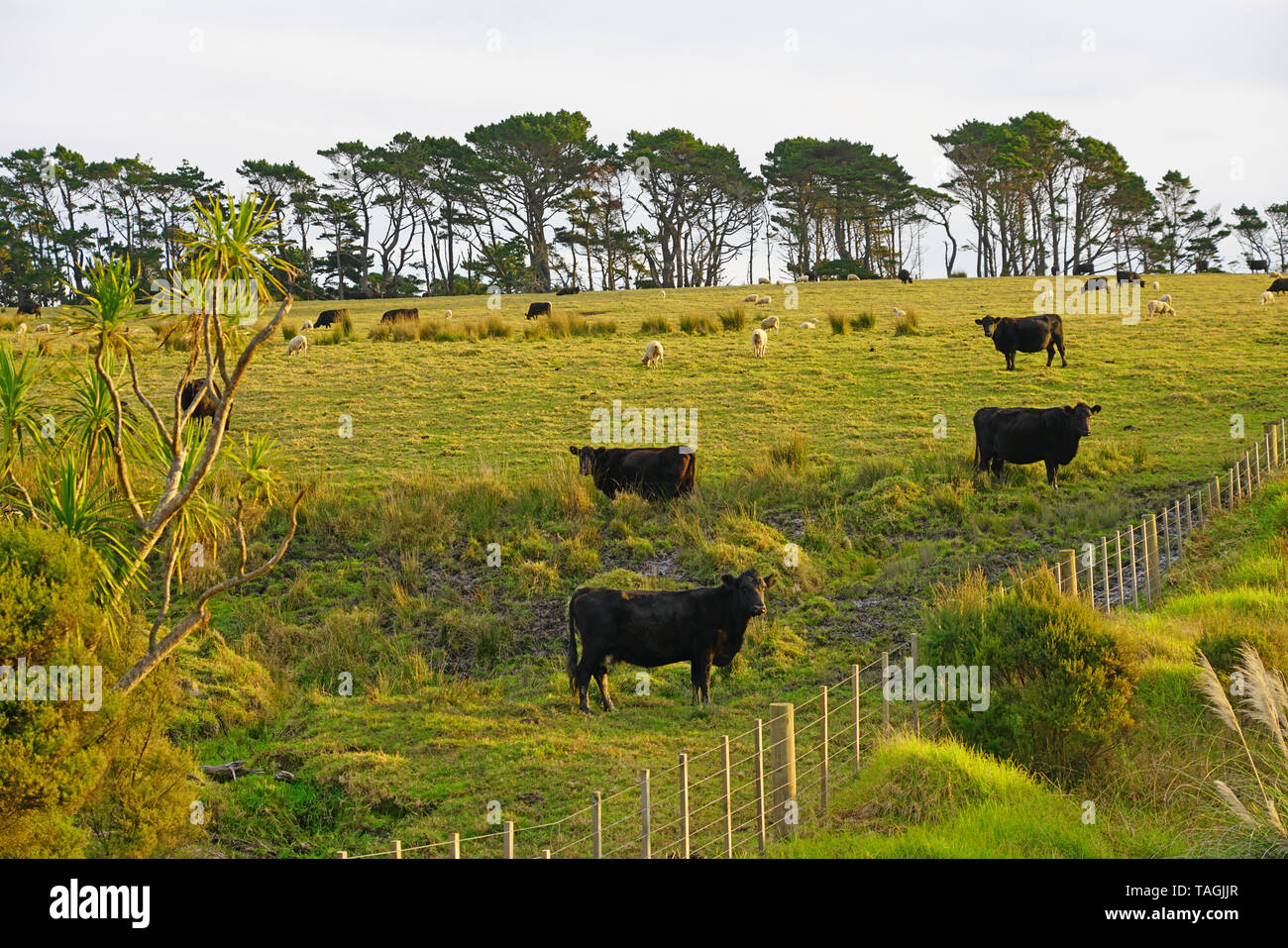 Avis de vaches dans un champ vert dans le Nord de l'île de la Nouvelle-Zélande Banque D'Images