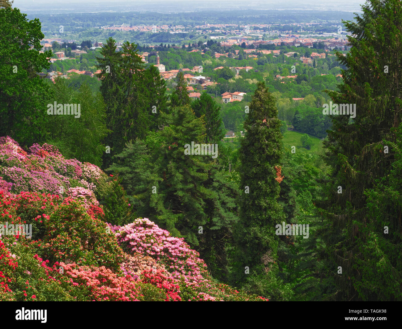 Point de vue panoramique sur la floraison des rhododendrons. Parco Burcina, Piémont - Italie Banque D'Images