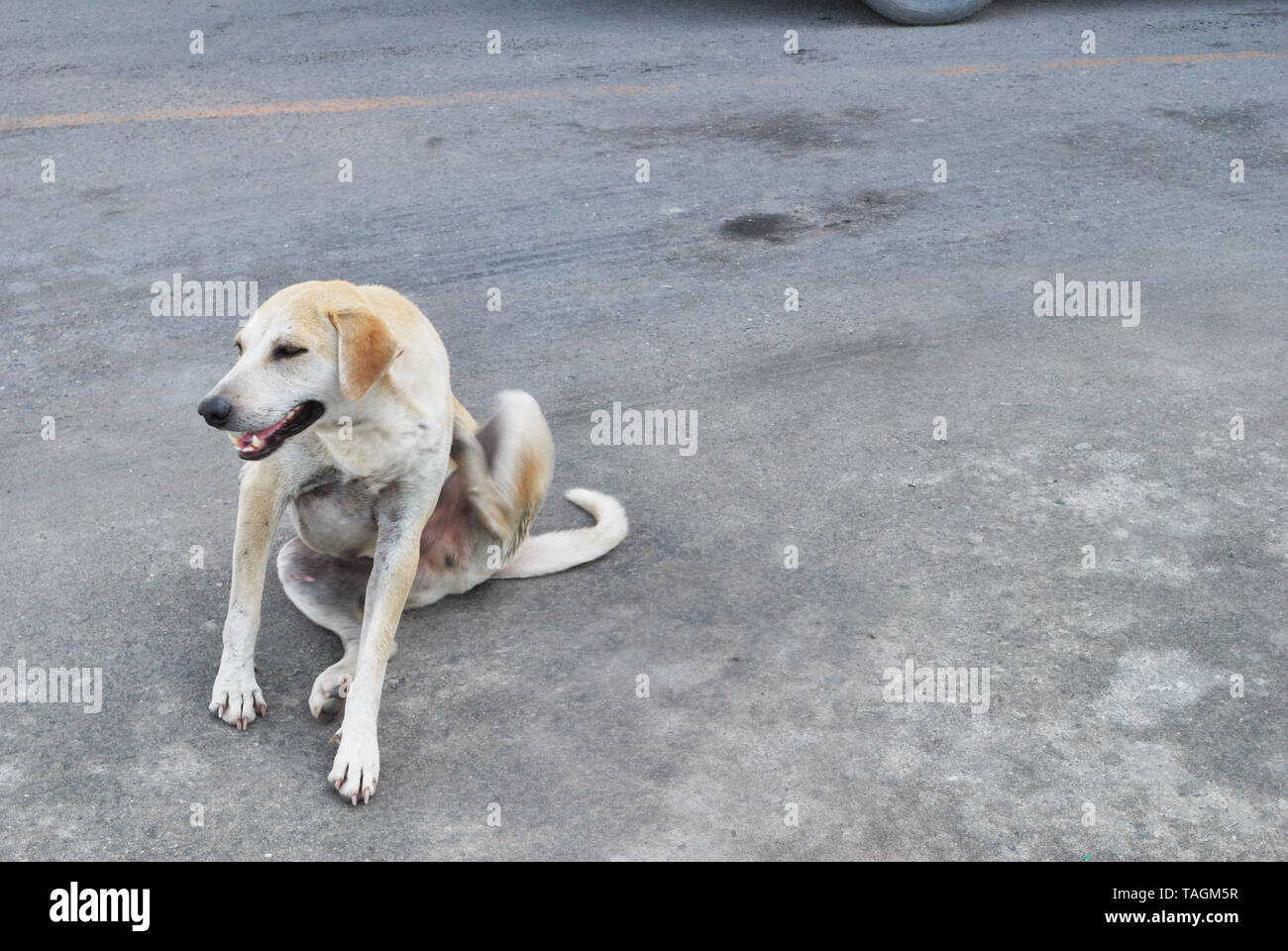 Le chien est assis, se gratter les puces et l'envoi d'un sourire heureux. Banque D'Images