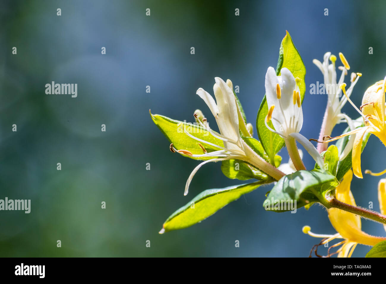 Close up White chèvrefeuille (Lonicera caprifolium) fleurs ; green, l'arrière-plan flou Banque D'Images