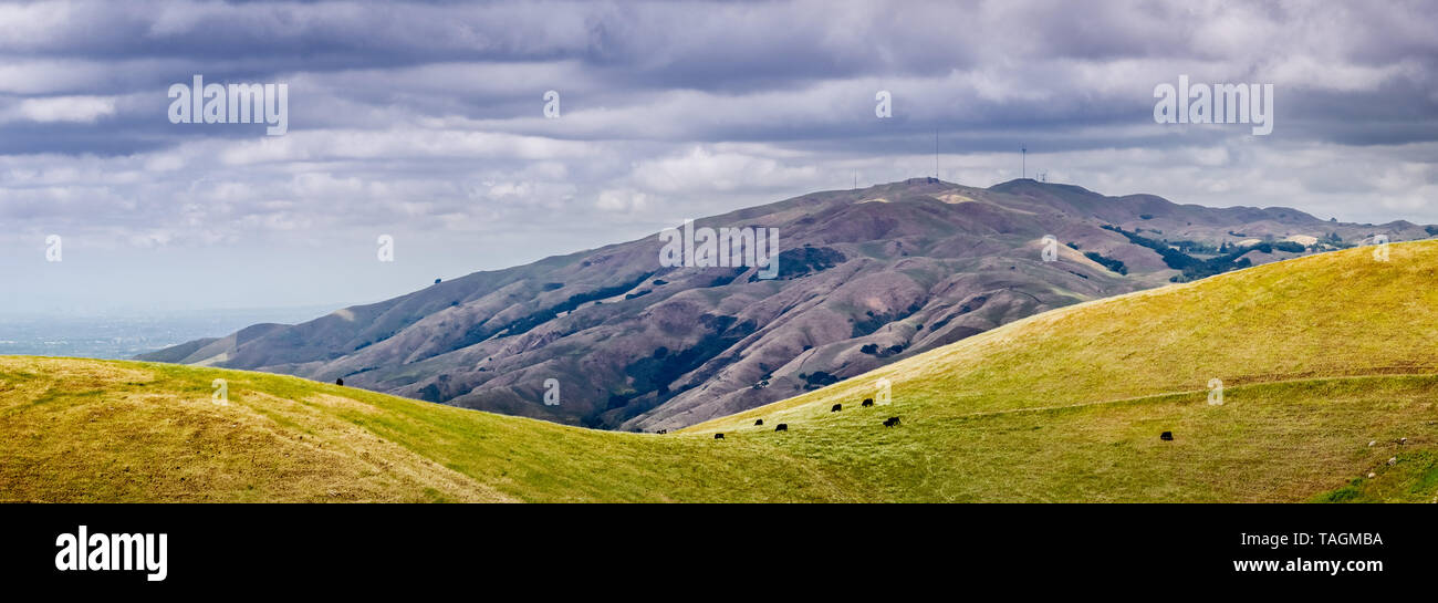Vue panoramique vers le pic de la Mission sur l'apparence d'un jour de printemps ; un troupeau de bétail de pâturage visibles sur le flanc sud, région de la baie de San Francisco, Californie Banque D'Images