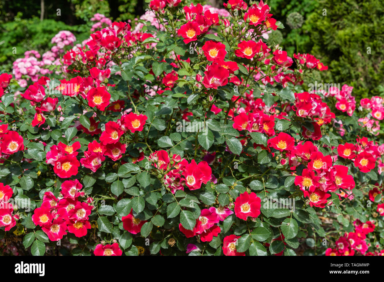 Belle" eizmea buisson rose dans un jardin botanique de Durham, Caroline du  Nord Photo Stock - Alamy