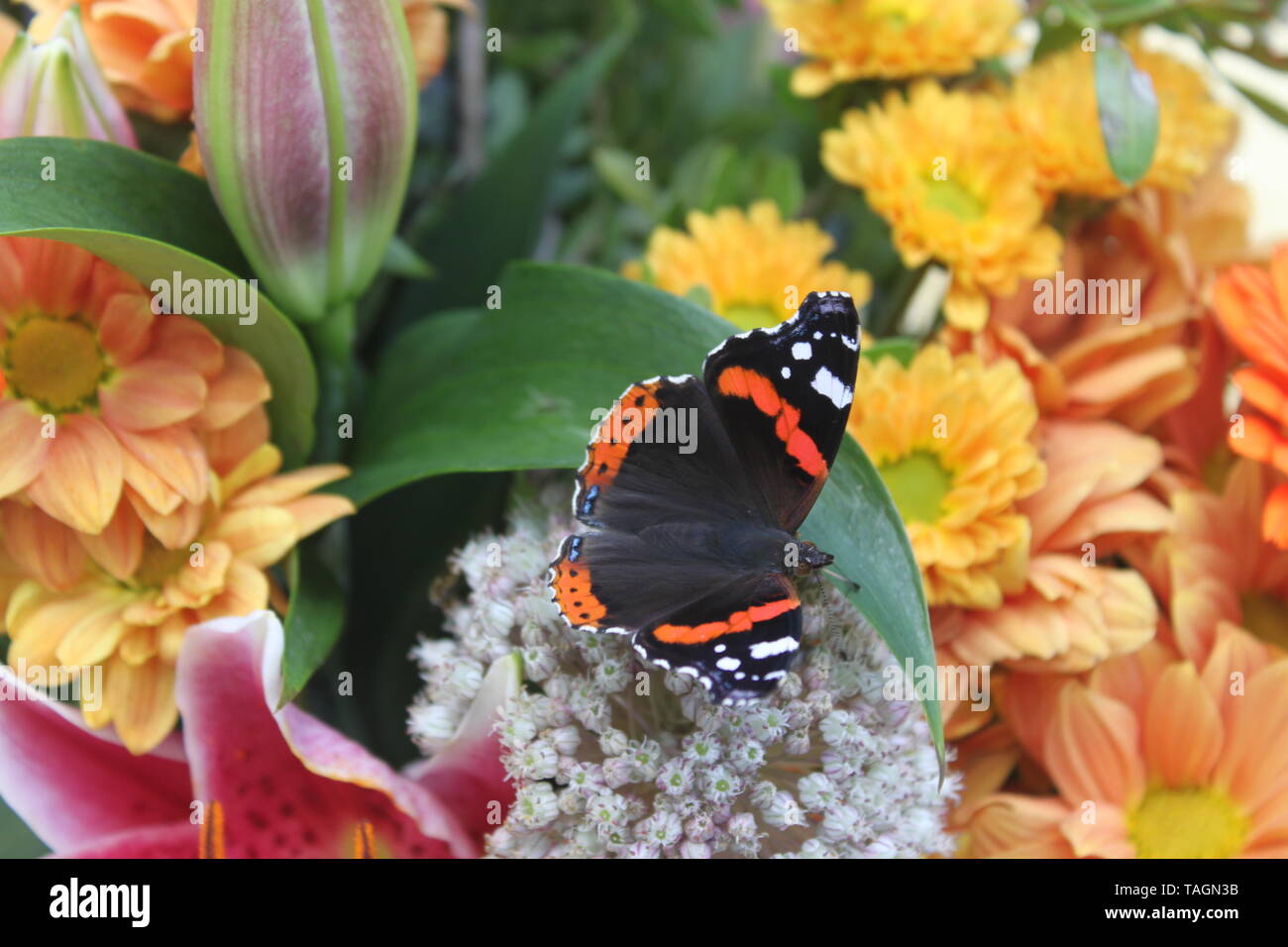 Papillon Vulcain (Vanessa atalanta) se nourrissent d'une sélection de fleurs d'été dans un jardin en Finlande Banque D'Images