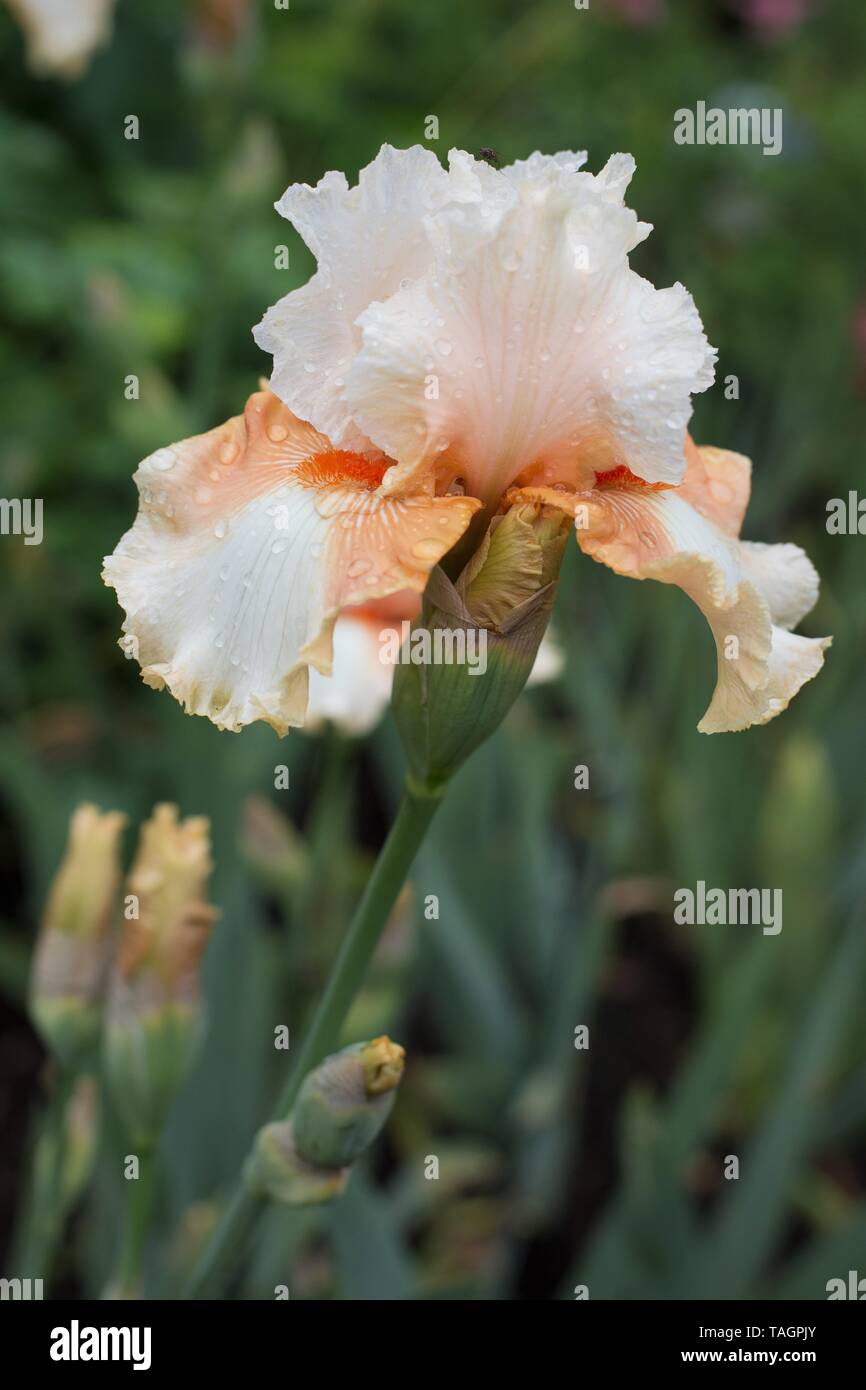'Iris' épaules rembourrées à Schreiner's Iris Gardens à Salem, Oregon, USA. Banque D'Images