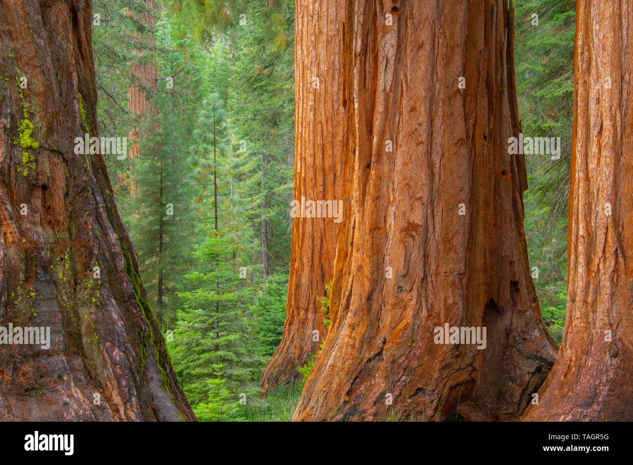 Les arbres Séquoia (Sequoiadendron giganteum), Mariposa Grove, Yosemite NP, California, USA, par Bill Lea/Dembinsky Assoc Photo Banque D'Images