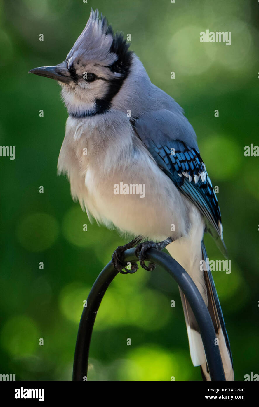 Blue Bird Banque D'Images