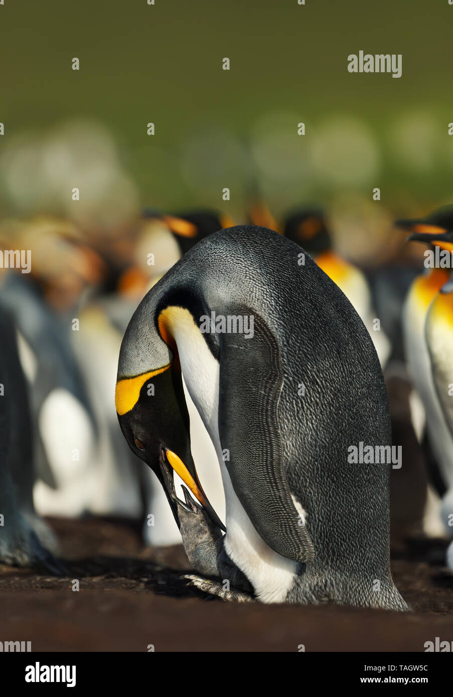 King penguin nourrir un poussin, îles Falkland. Banque D'Images