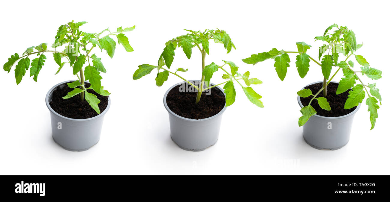 Ensemble de plant de tomate dans un pot isolé sur fond blanc Banque D'Images