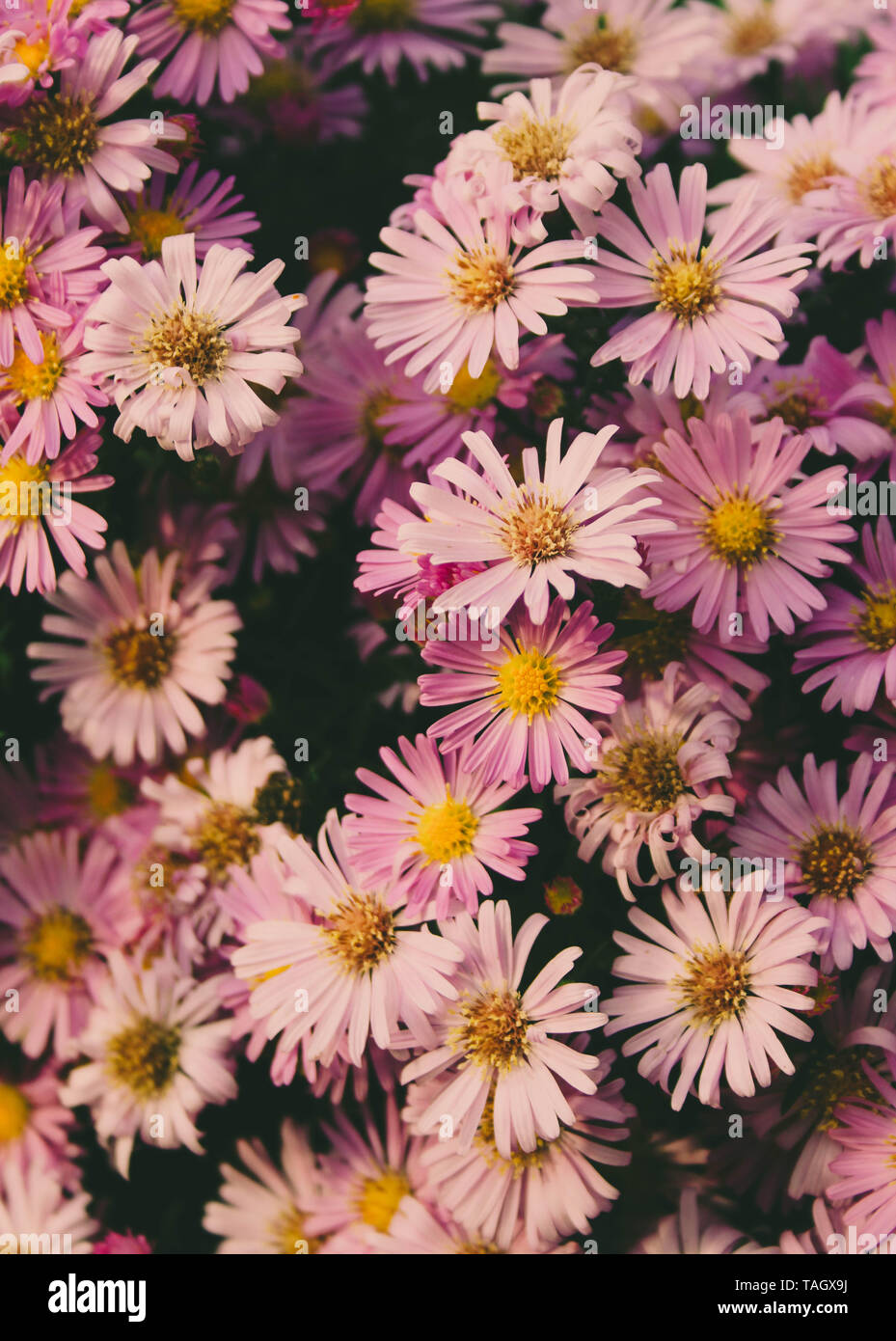 Bouquet de fleurs Daisy rose belle Banque D'Images