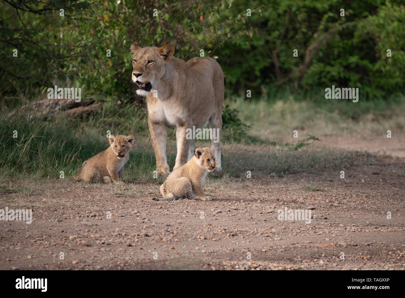 Mère de Lion avec deux jeunes oursons de lion à Masai Mara, Kenya Banque D'Images