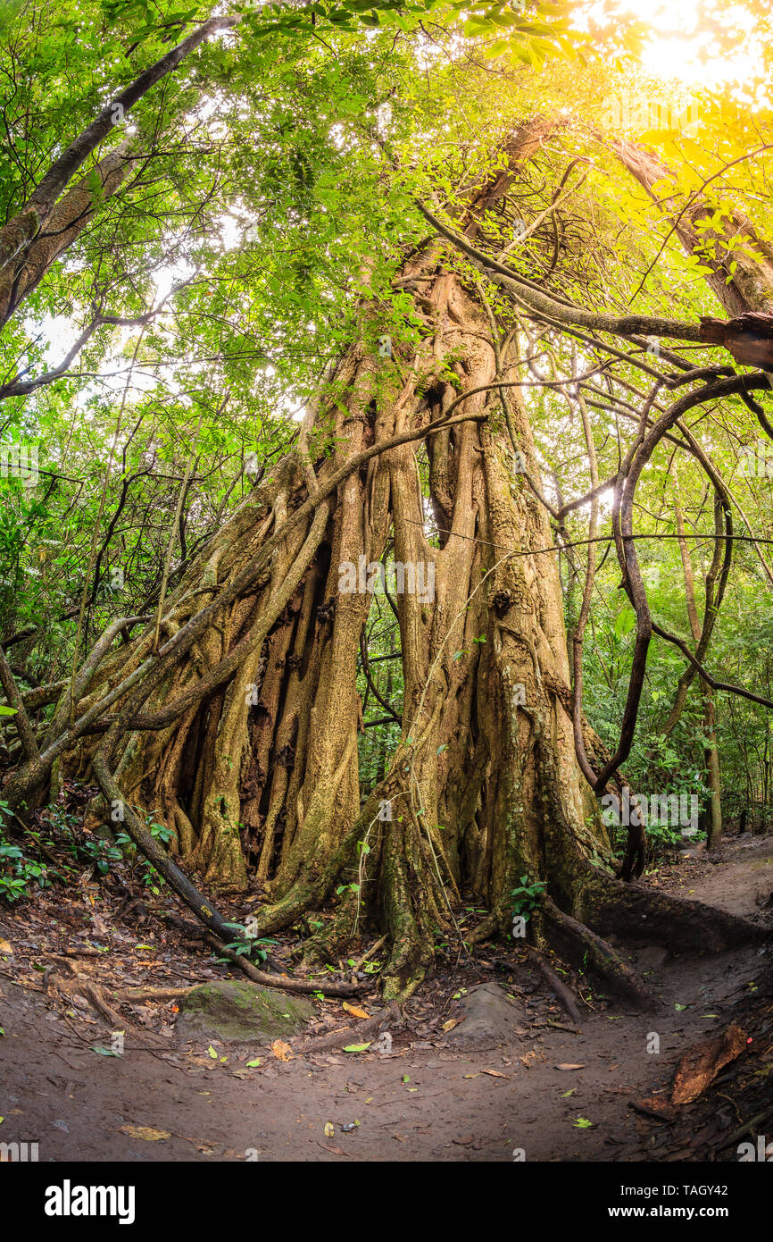 Strangler fig tree dans Parc National de Rincon de la Vieja Banque D'Images