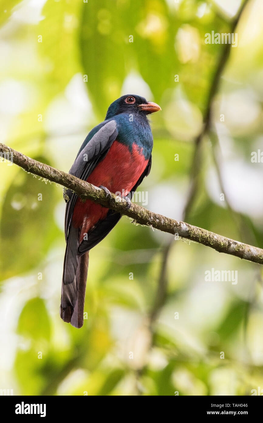 Trogon à queue vineuse, La Selva, Costa Rica 26 Mars 2019 Banque D'Images