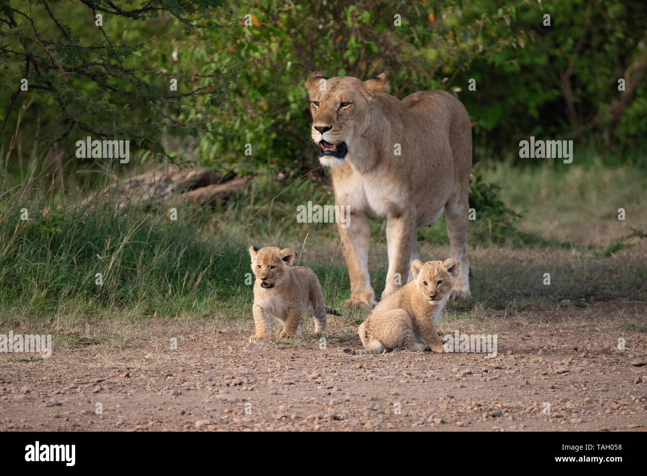 La lionne prend ses deux jeunes petits pour une promenade à Masai Mara, Kenya Banque D'Images