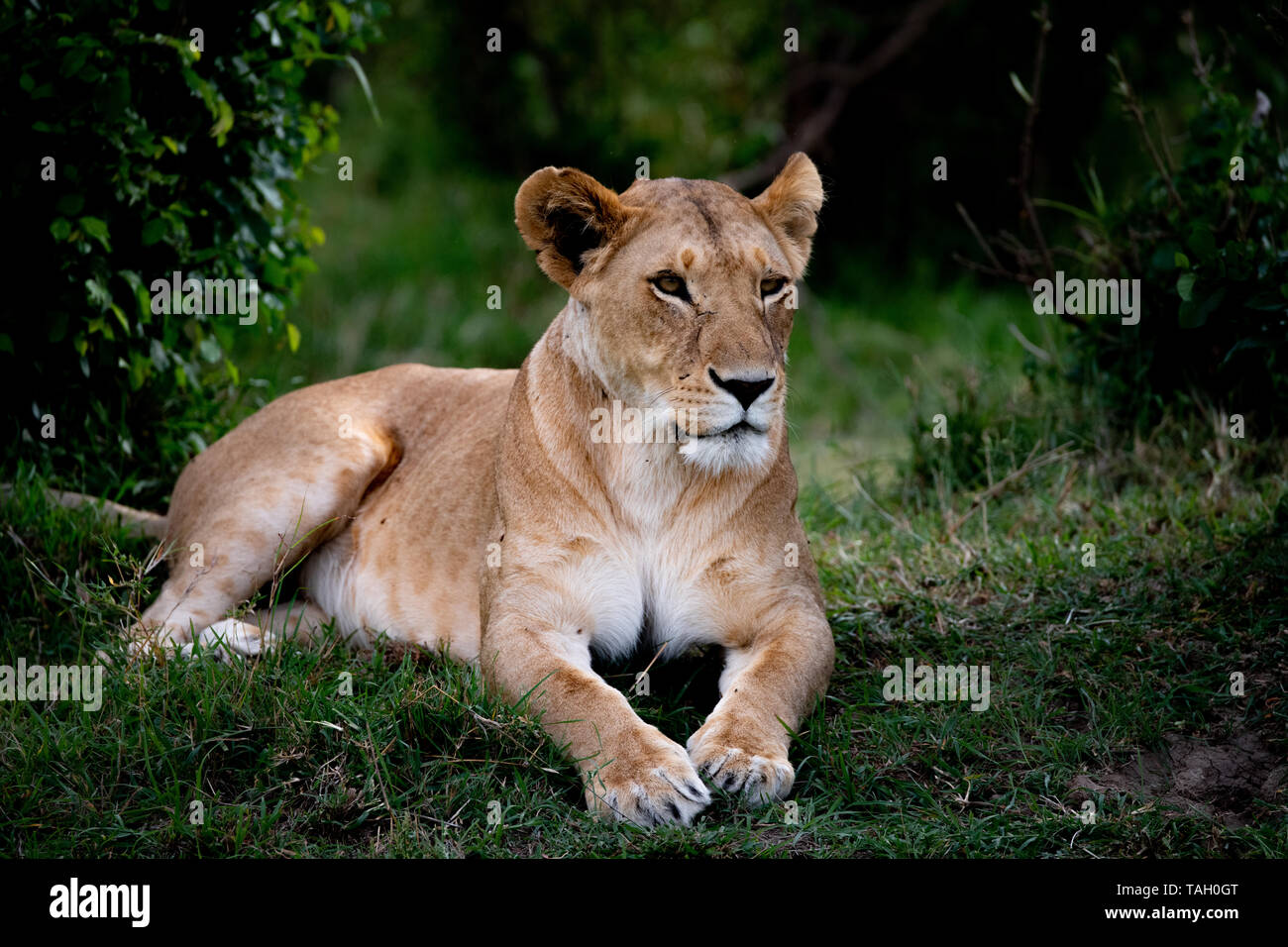 Lion femelle couché à la recherche de proies à Masai Mara, Kenya Banque D'Images