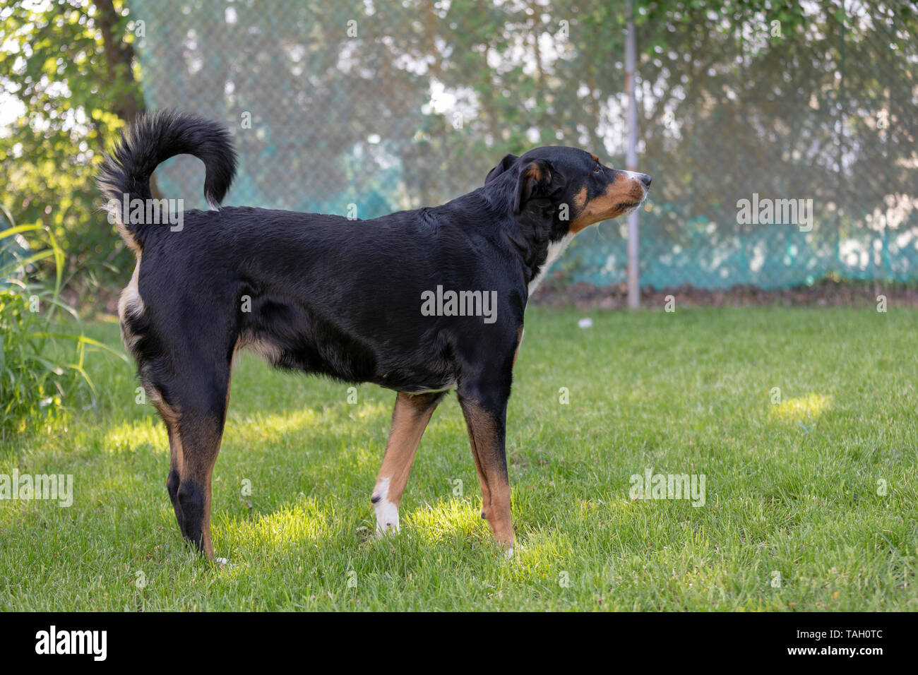 L'Appenzeller tricolor mountain dog Barking Outdoor Banque D'Images