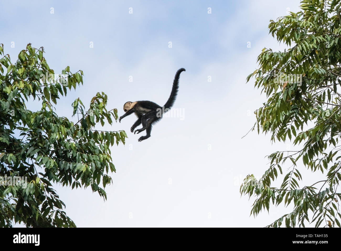 Capucin à gorge blanche, sautant d'arbre en arbre dans la canopée, Laguna de Lagarto, le Costa Rica 1 Avril 2019 Banque D'Images