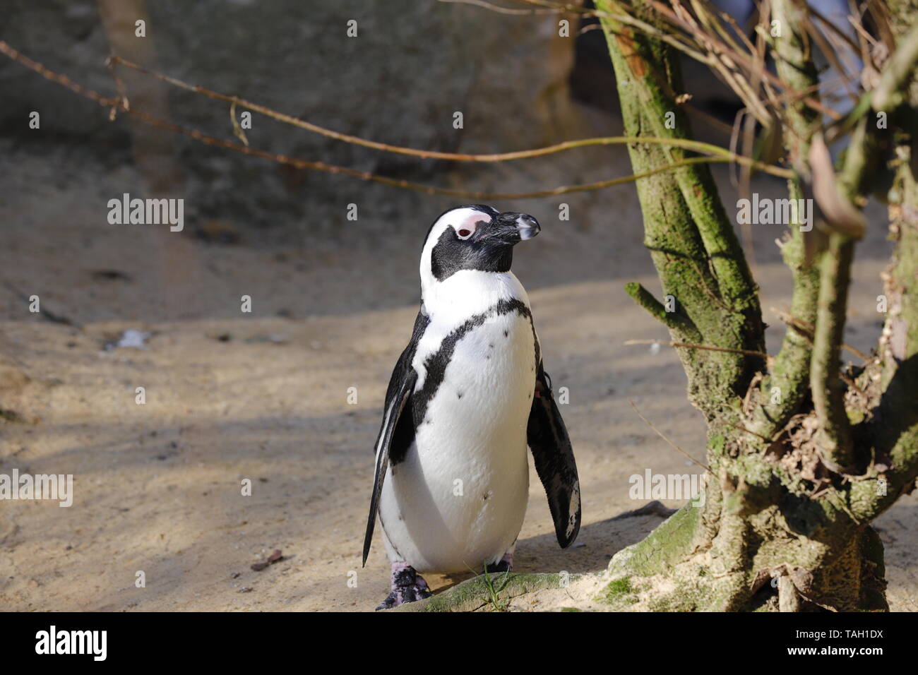 Un Penguin cherche dans la cam Banque D'Images