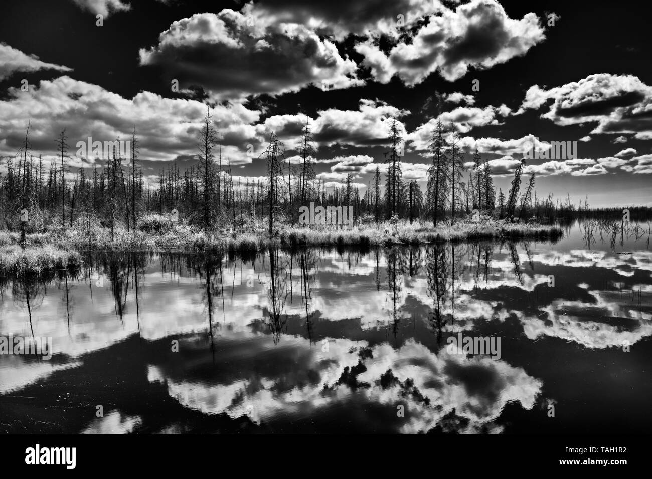 Les nuages et la forêt boréale reflétées dans des milieux humides près de Yellowknife Territoires du Nord-Ouest Canada Banque D'Images