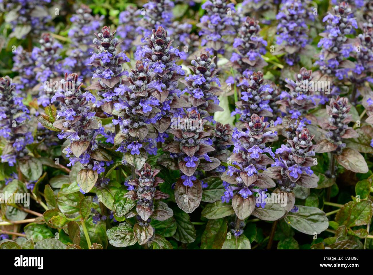 Ajuga reptans Atropurpurea pourpre foncé bugle épis de fleurs bleu-violet feuilles bronze brillant Banque D'Images