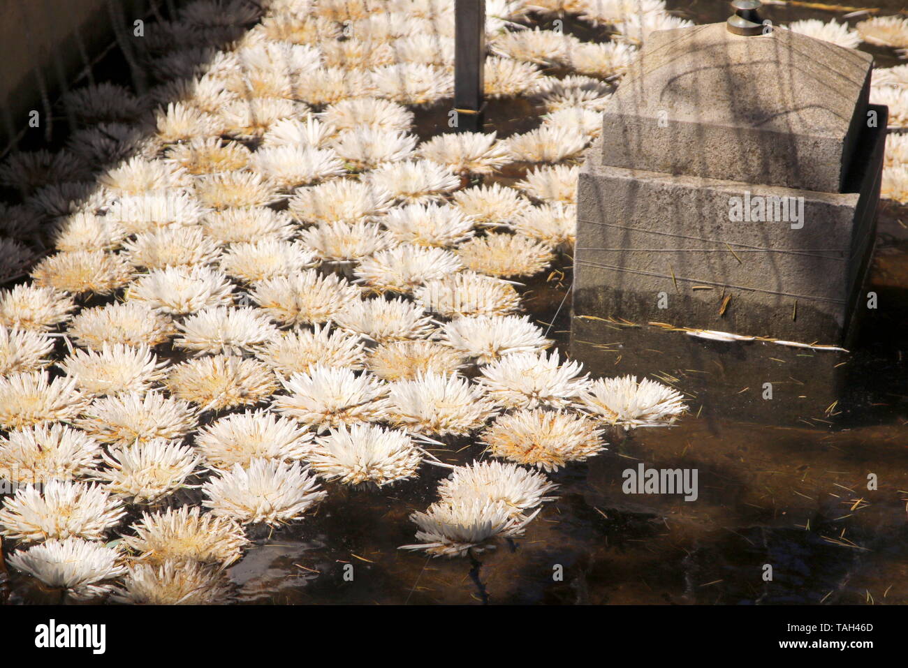 Lillies dans l'eau. Banque D'Images