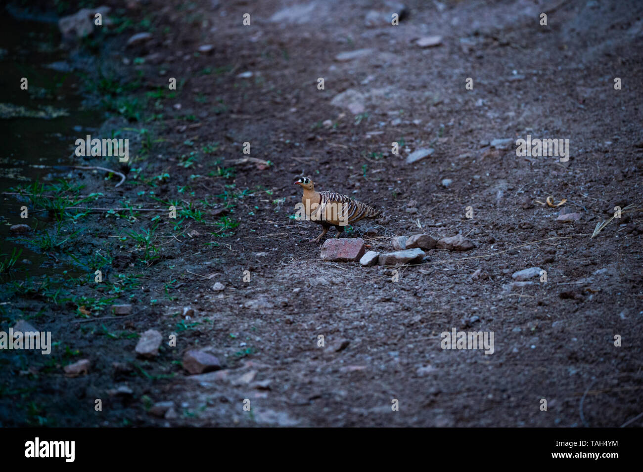 Ganga Unibande Pterocles indicus peint ou près de points d'eau pour étancher la soif en hivers à jhalana forêt, Jaipur, Rajasthan, Inde Banque D'Images