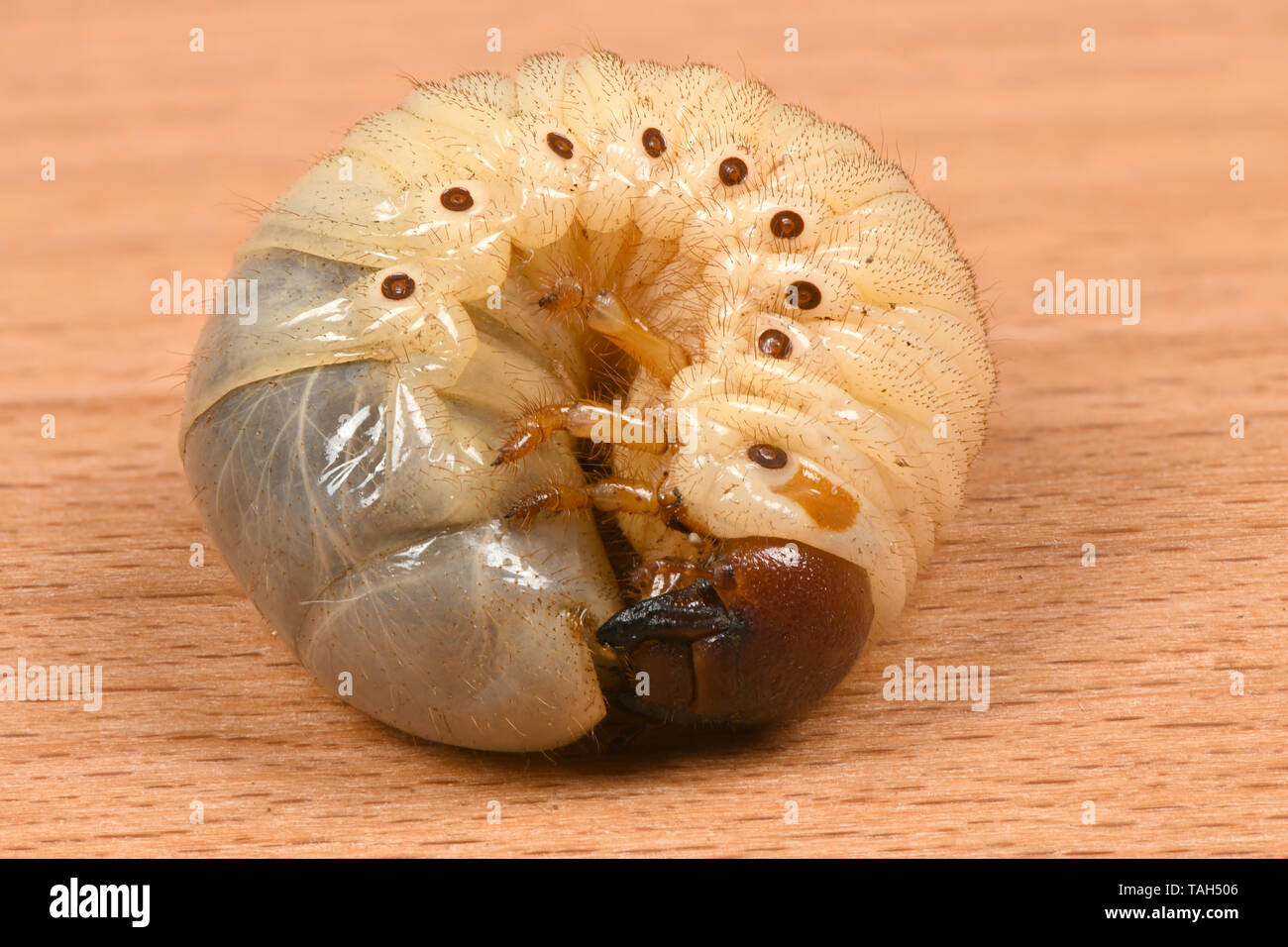 Les larves du scarabée rhinocéros (Oryctes nasicornis). Les larves de coléoptères sur une planche de bois. Photo haute résolution. La profondeur de champ. Banque D'Images