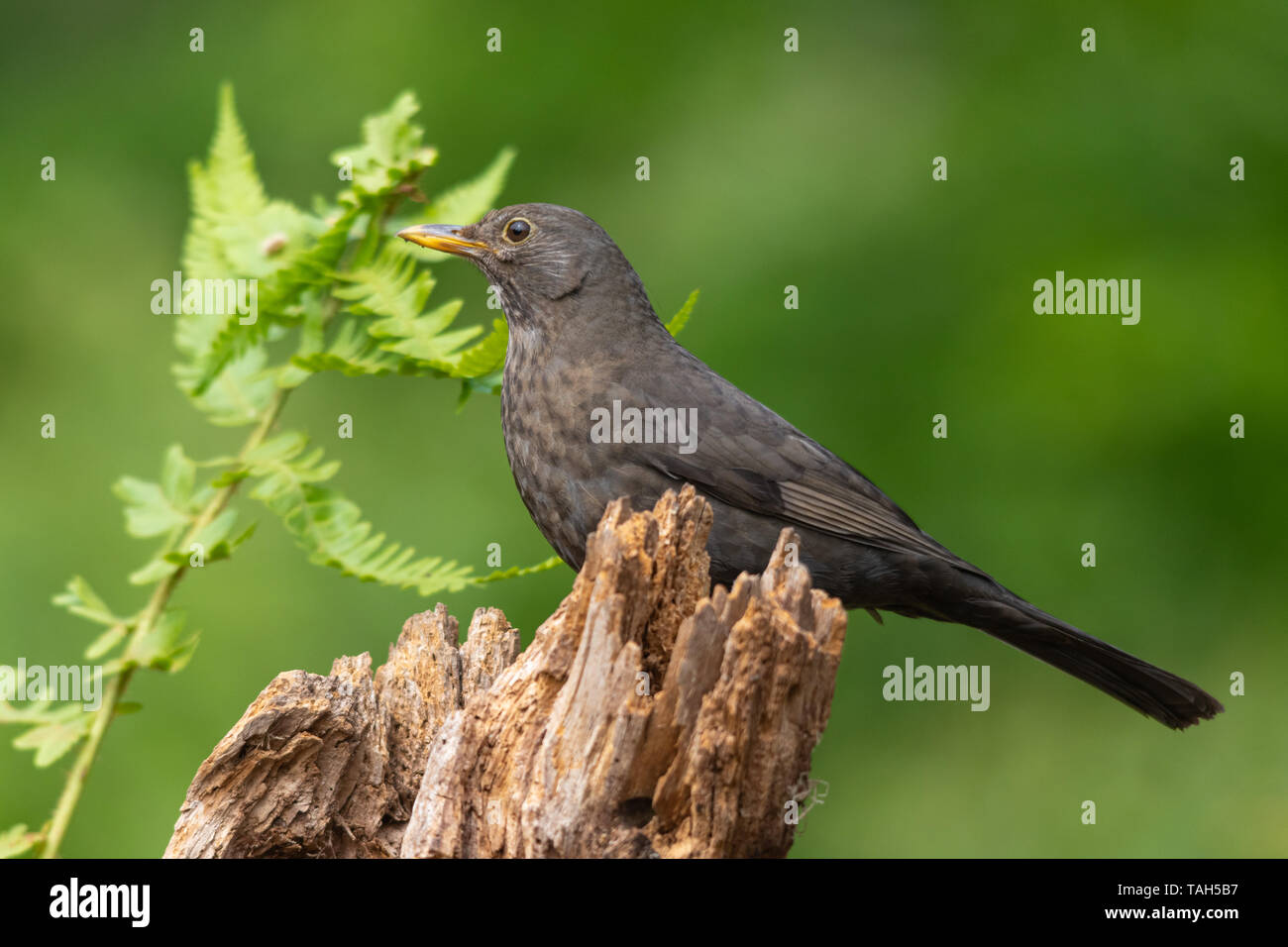 Blackbird femelle (Turdus merula), un jardin commun, d'oiseaux britanniques au printemps Banque D'Images