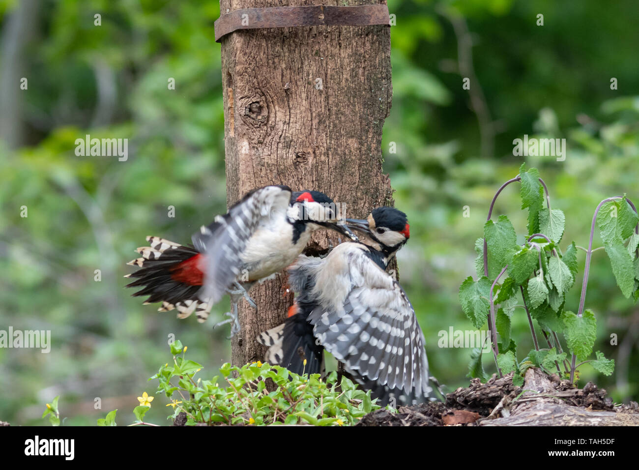 Deux grands hommes pic tacheté (Dendrocopos major) combats, UK. Le comportement des oiseaux, de l'agression. Banque D'Images