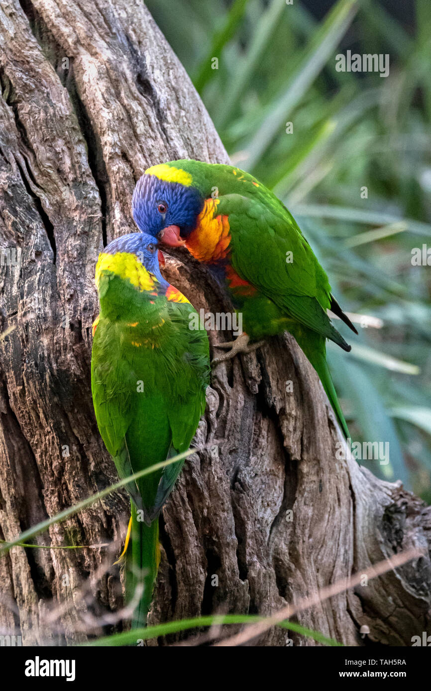 Rainbow loriquets verts dans l'amour, de l'Australie Banque D'Images