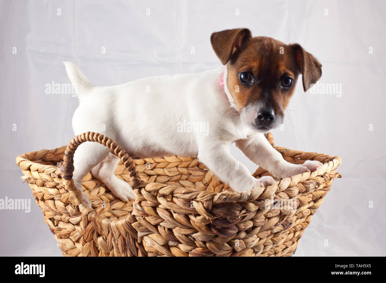 Jack Russell chiot dans un panier Banque D'Images