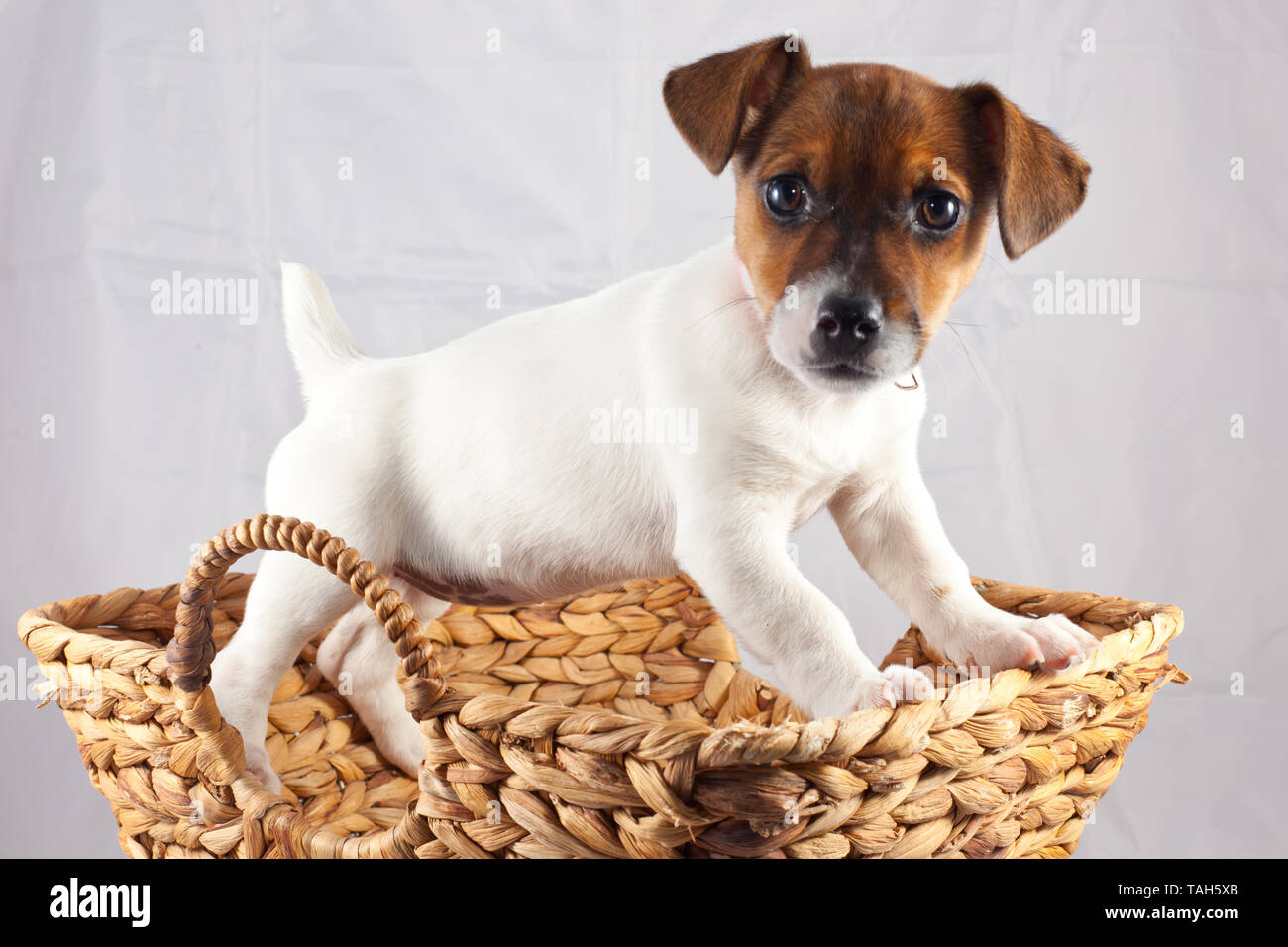 Jack Russell chiot dans un panier Banque D'Images