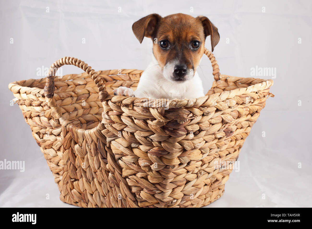 Jack Russell chiot dans un panier Banque D'Images