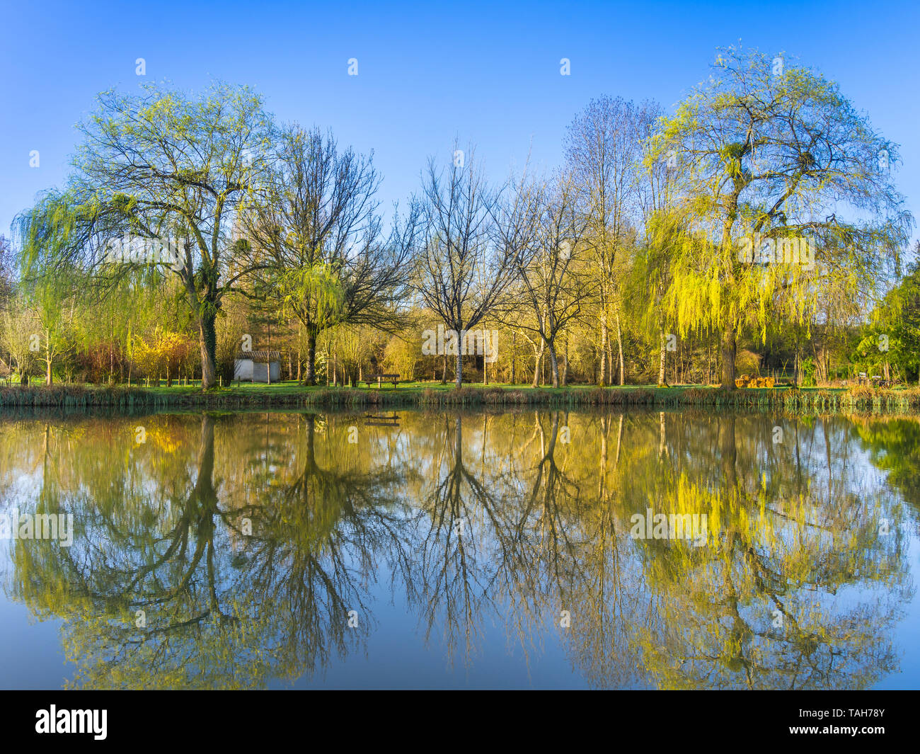 Reflet des arbres dans l'étang. Banque D'Images