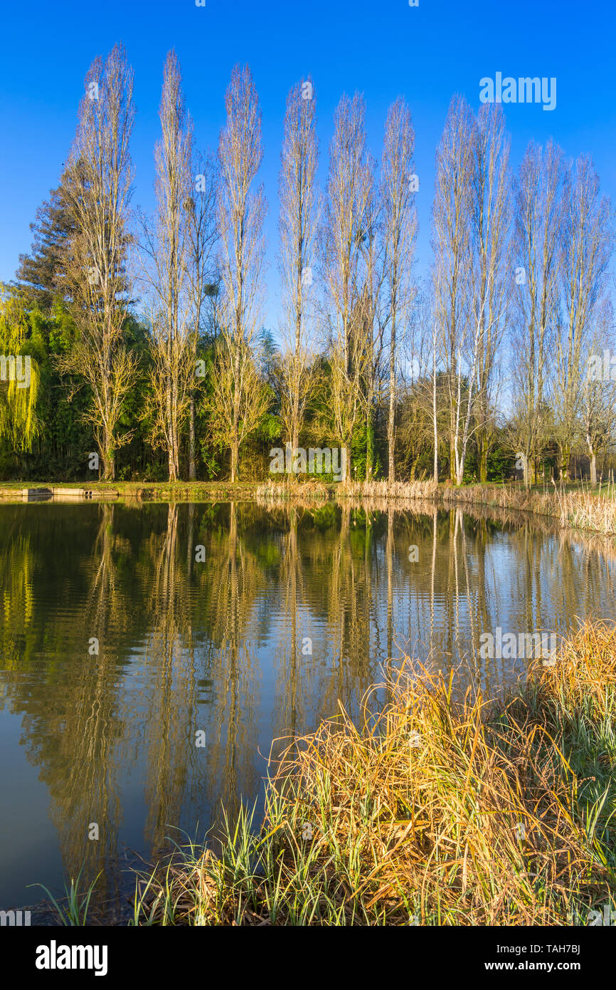 Reflet des arbres dans l'étang. Banque D'Images