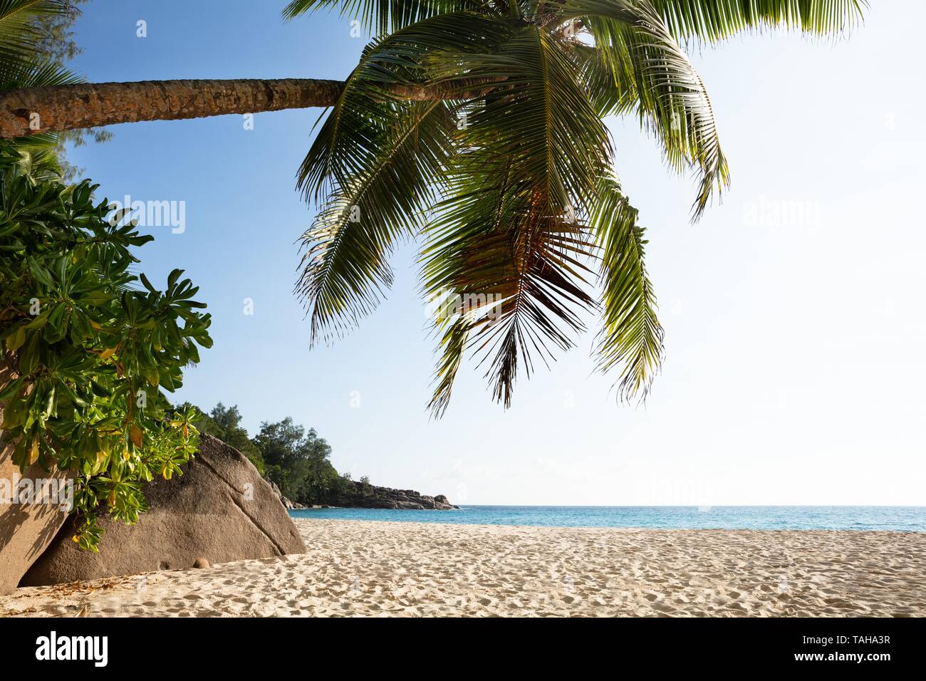 Palmiers sur la plage de Anse Intendance, l'île de Mahé, Seychelles Banque D'Images