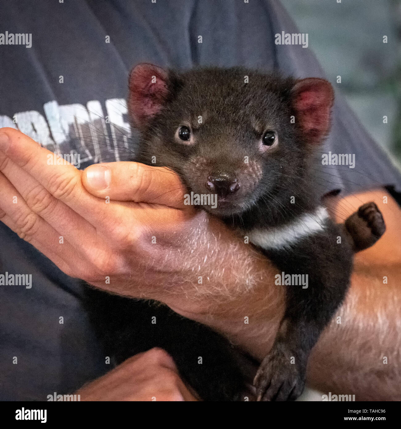 Tasmanian Devil Baby Banque D Image Et Photos Alamy