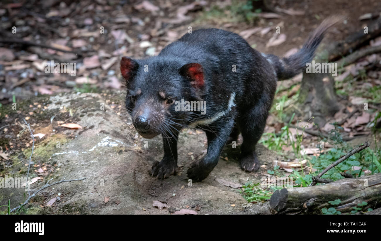 Diable de Tasmanie à Cradle Mountain, en Tasmanie, Australie Banque D'Images