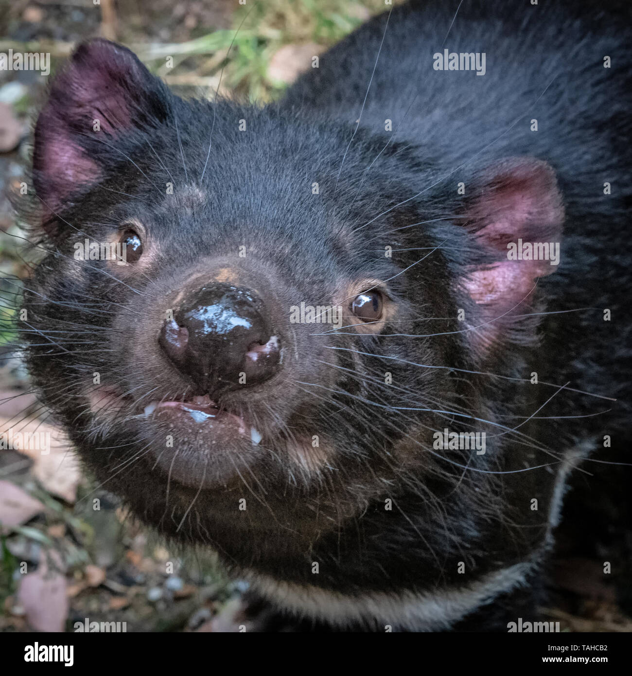 Diable De Tasmanie A Cradle Mountain En Tasmanie Australie Photo Stock Alamy
