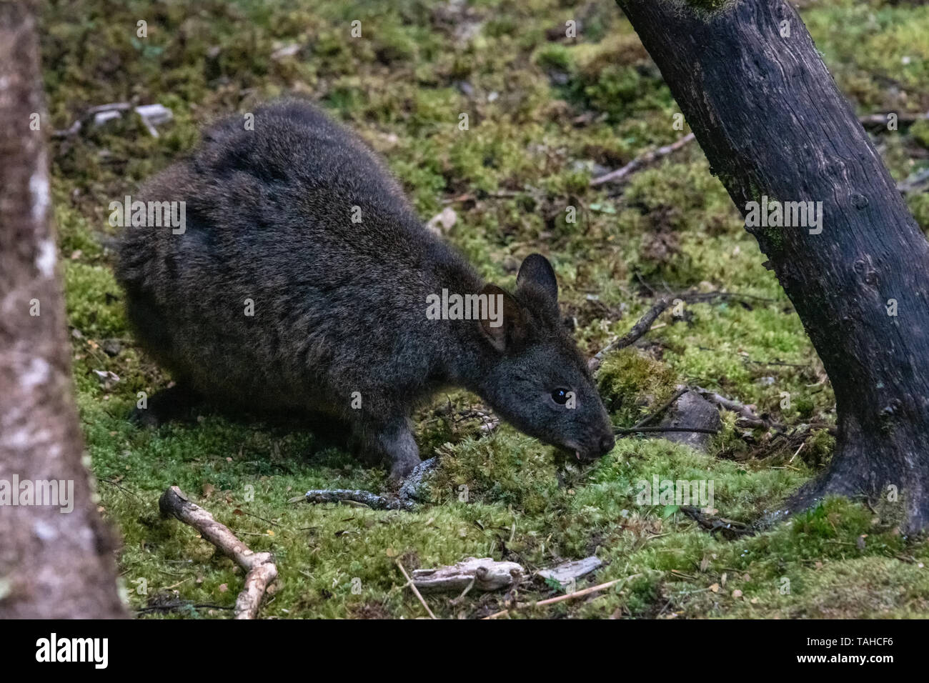 Calliste dos-bleu en forêt, Tasmanie Banque D'Images