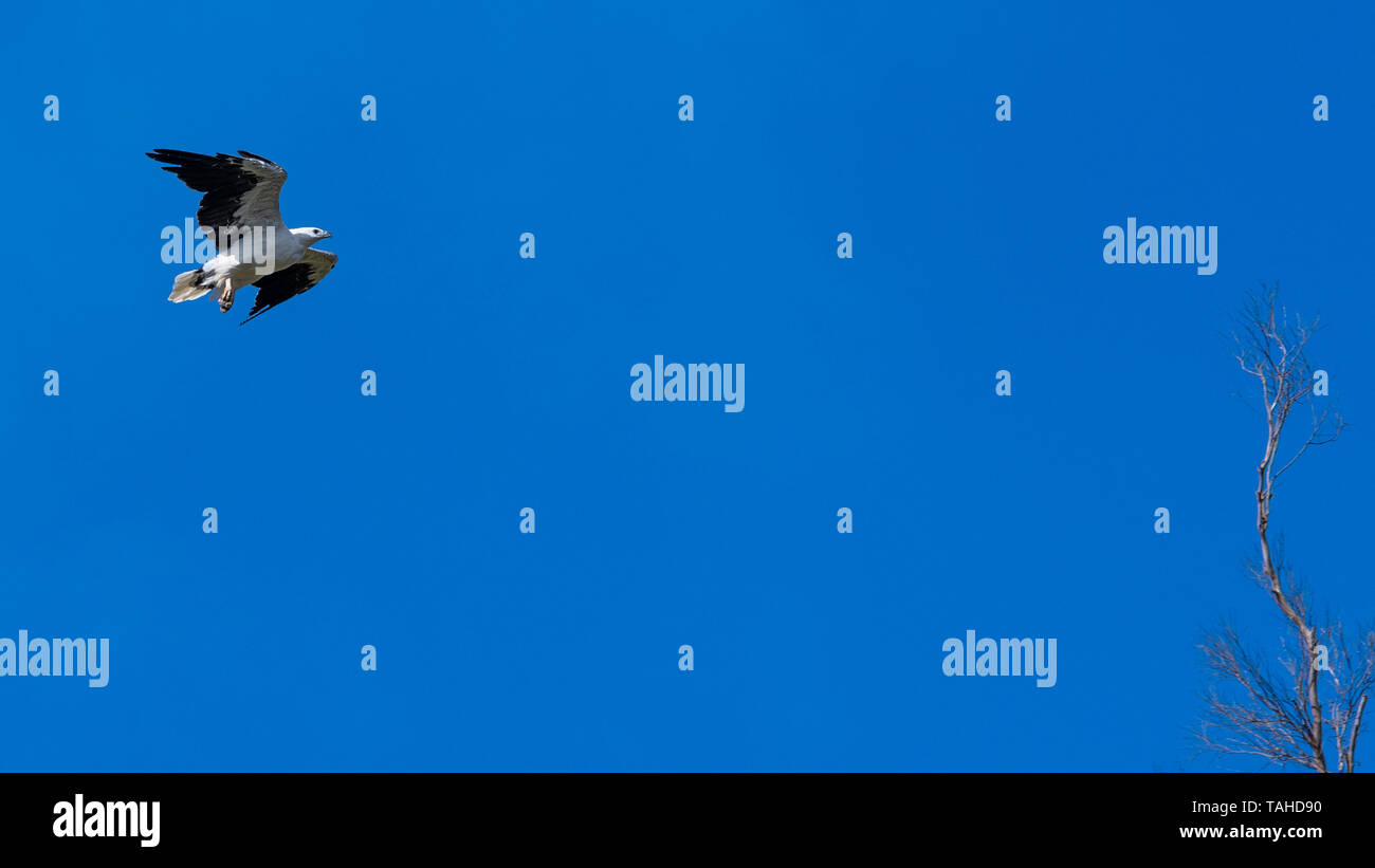 Sea-Eagle (Haliaeetus leucogaster) Banque D'Images