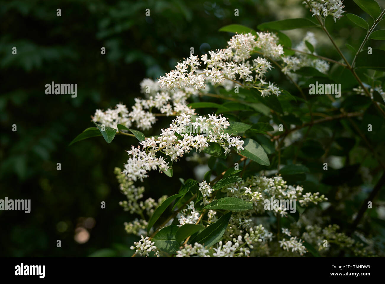 Ligustrum vulgare inflorescence blanc Banque D'Images