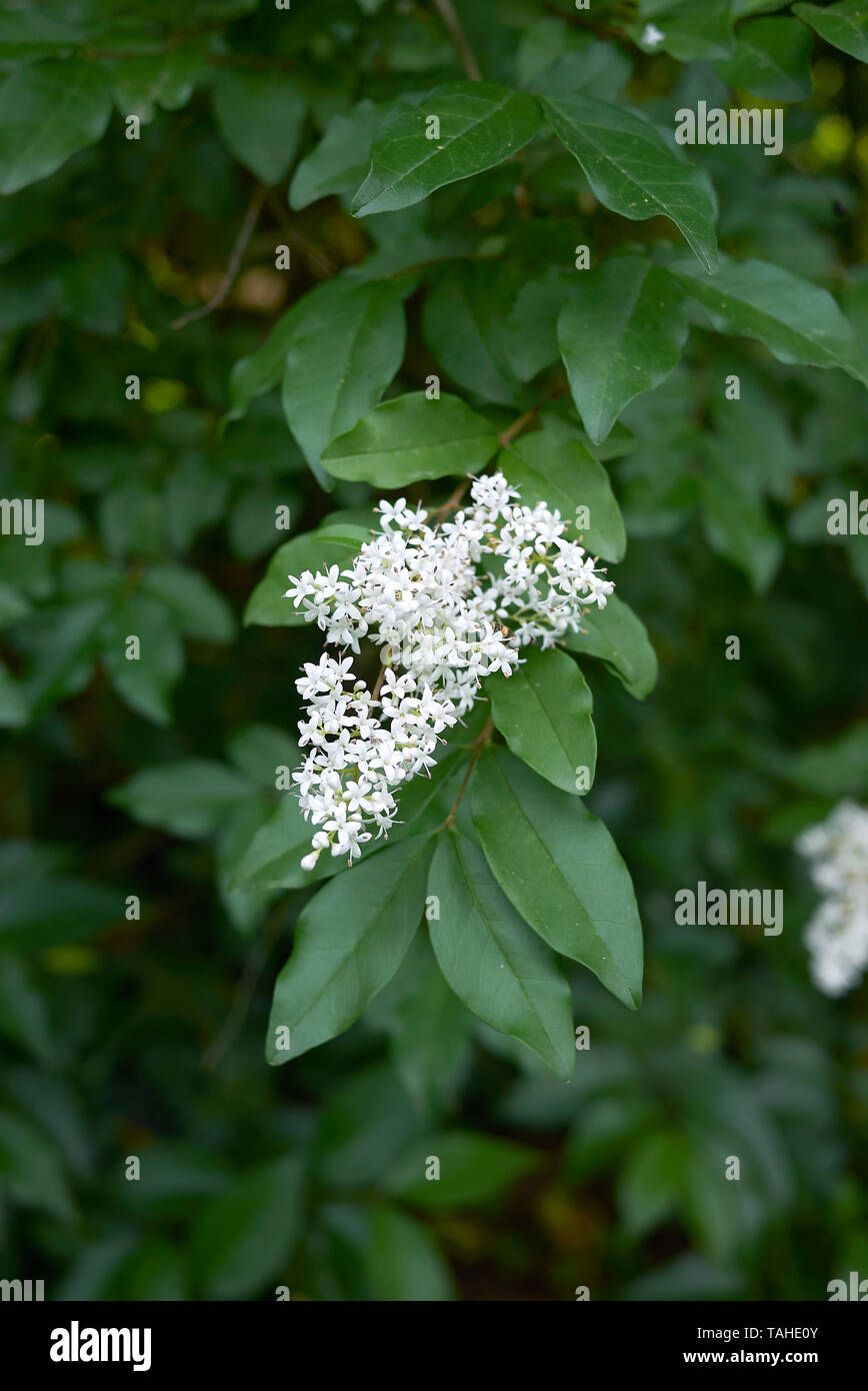 Ligustrum vulgare inflorescence blanc Banque D'Images