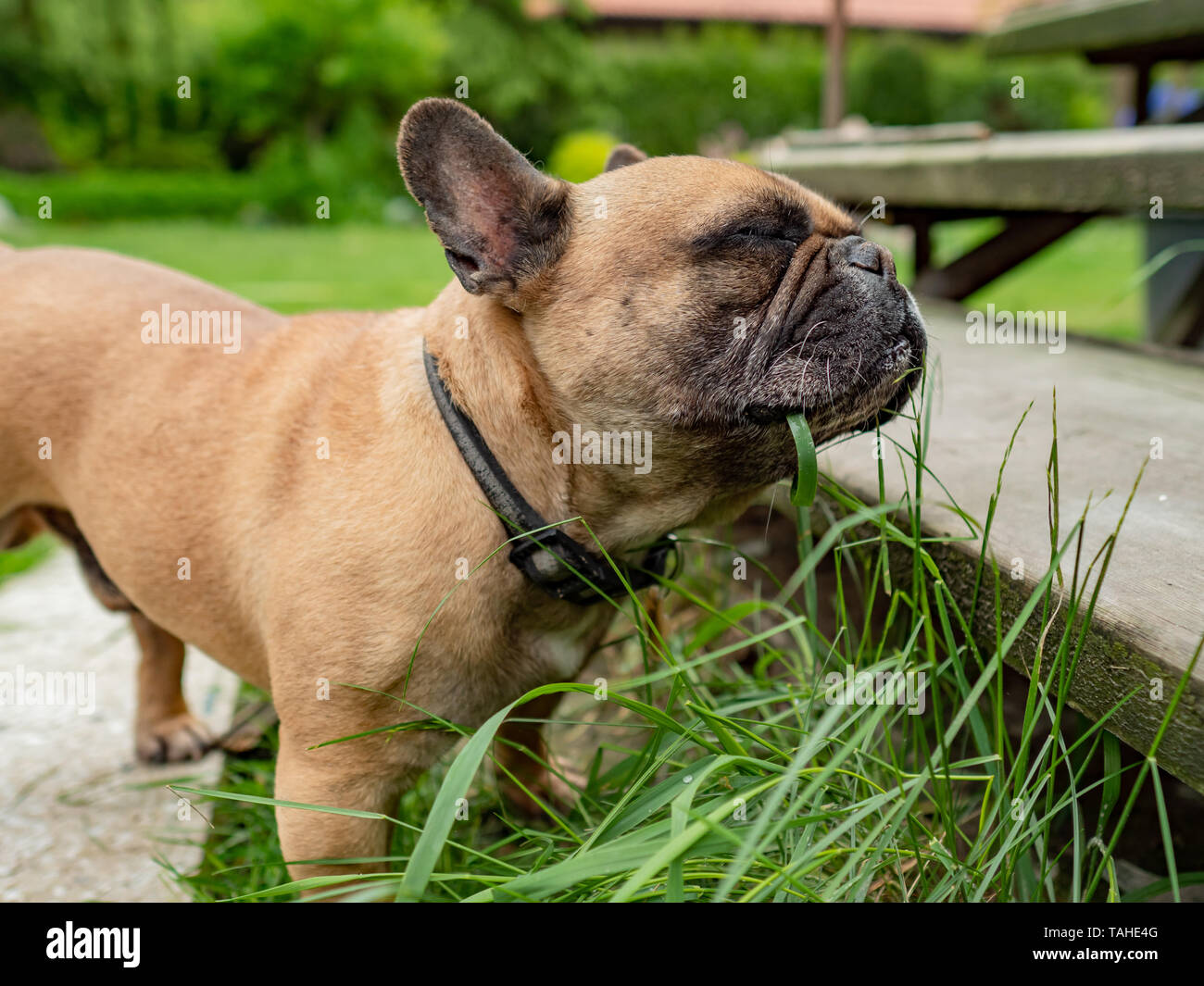 Bouledogue Français mange de l'herbe dans le jardin, les produits de la digestion santé habitudes d'alimentation. Banque D'Images