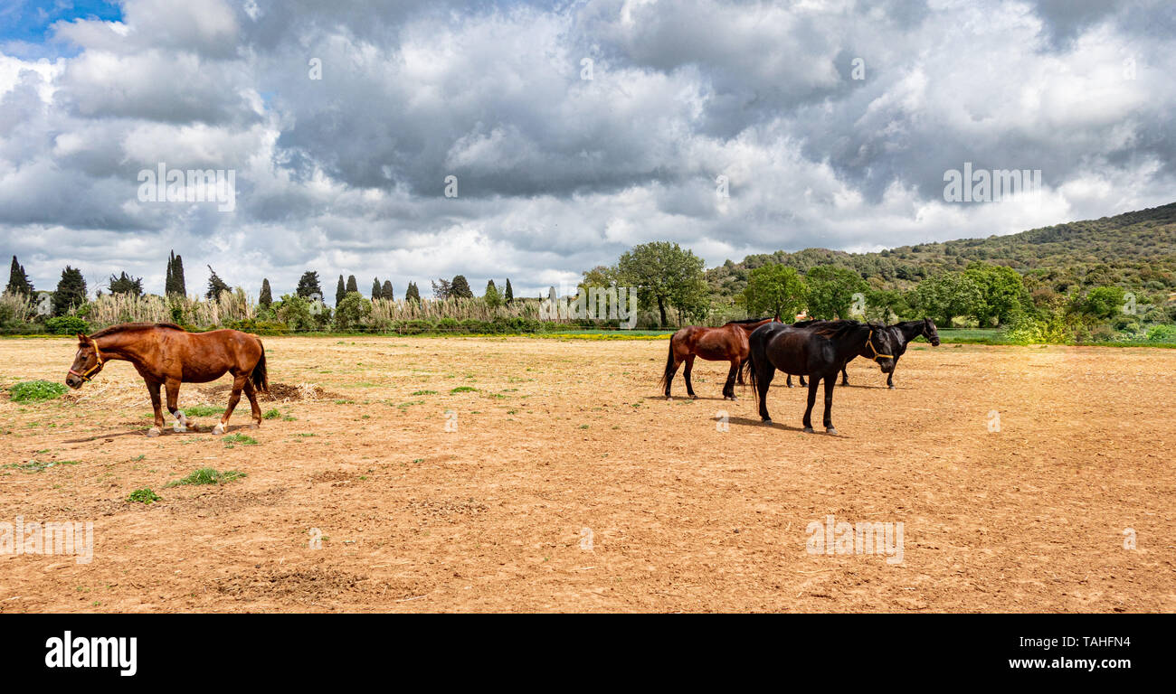 Plan large de produits d'équitation avec beaucoup de chevaux gratuitement dans le domaine, vert nature paysage et ciel nuageux en arrière-plan Banque D'Images