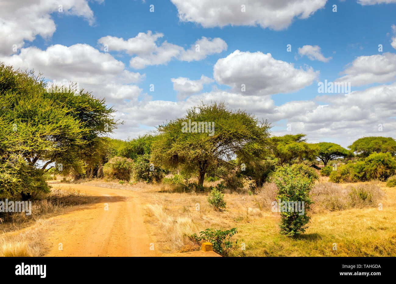 Les plaines de savane incroyable paysage et route safari au Kenya Banque D'Images