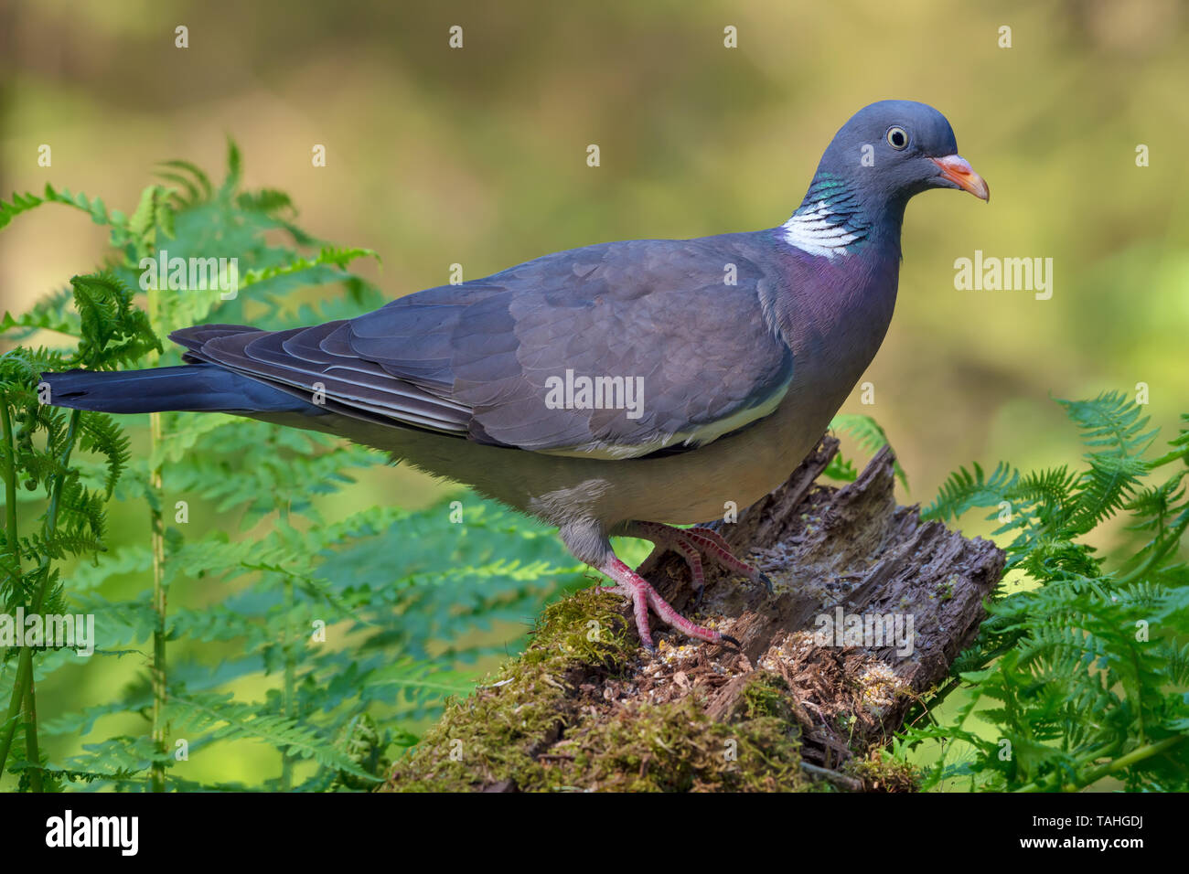 Commune de couleur vive wood pigeon perché sur la branche ancienne de mousse et de fougères en forêt Banque D'Images