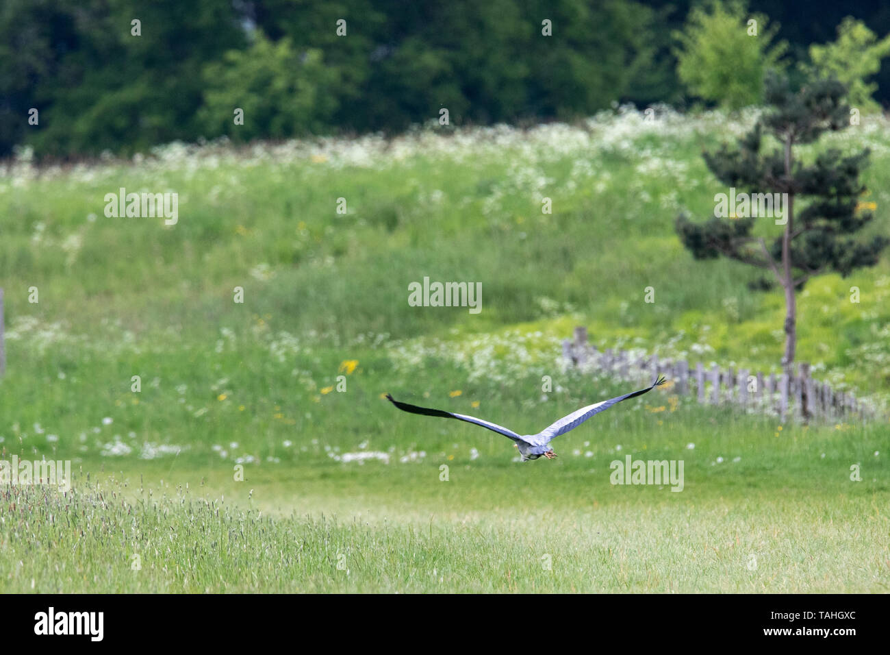 En vol Heron Croome Worcestershire Cour Banque D'Images