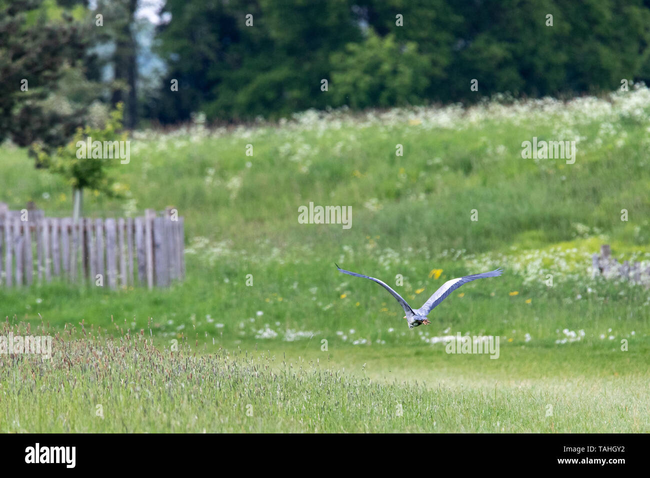 En vol Heron Croome Worcestershire Cour Banque D'Images