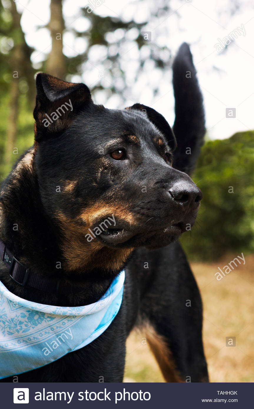 Animal Humane Dog Photos Animal Humane Dog Images Alamy